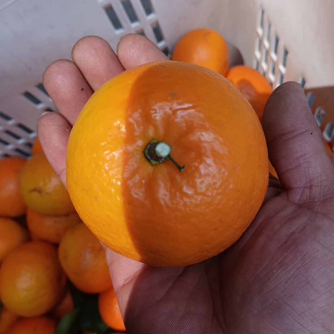 【精品大沃柑】八分甜一分酸手工挑选新鲜沃柑很甜无保鲜剂新鲜发货
