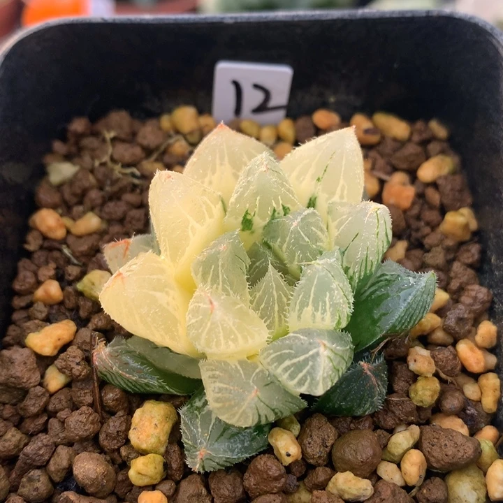 白泽毛玉露锦，带盆发货