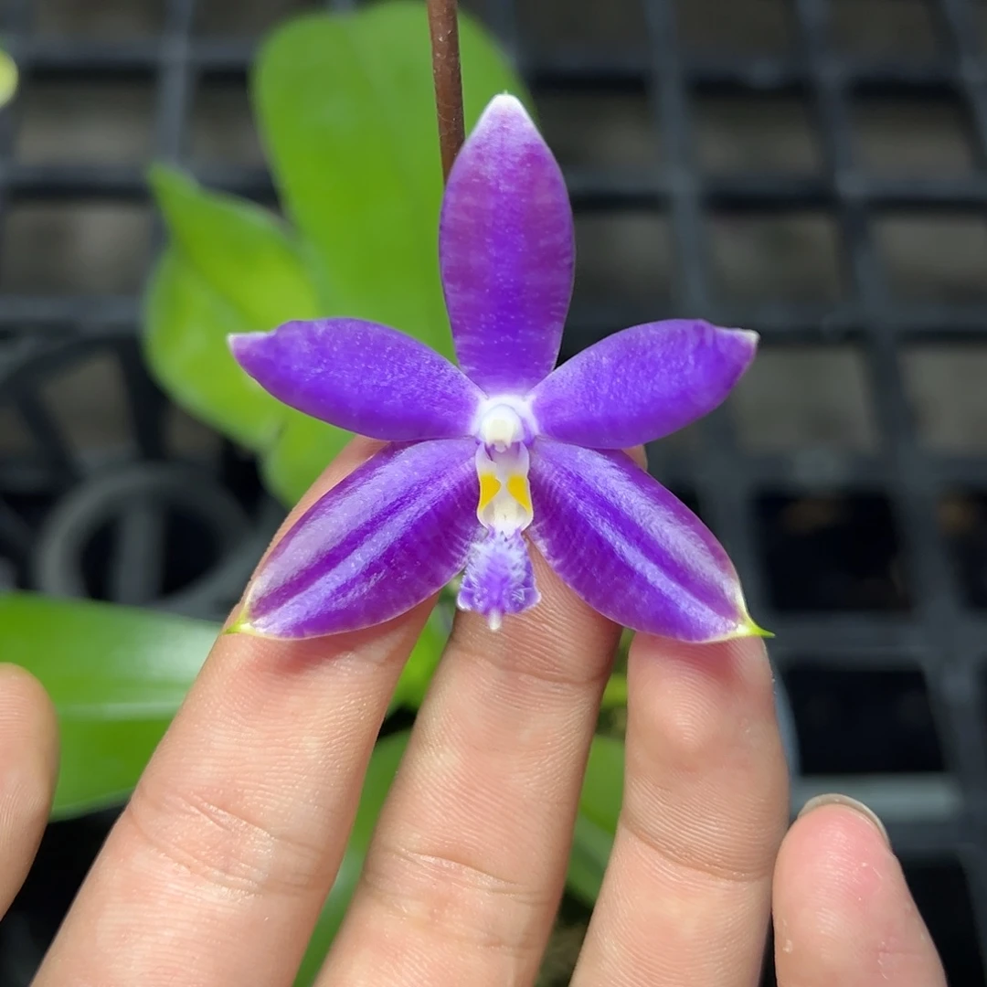 完全开放l663三寸ys1199