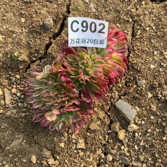 902荔枝缀多肉植物