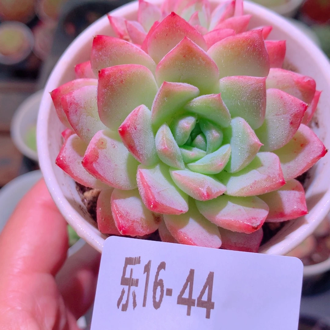 乐然16-44 新品双头