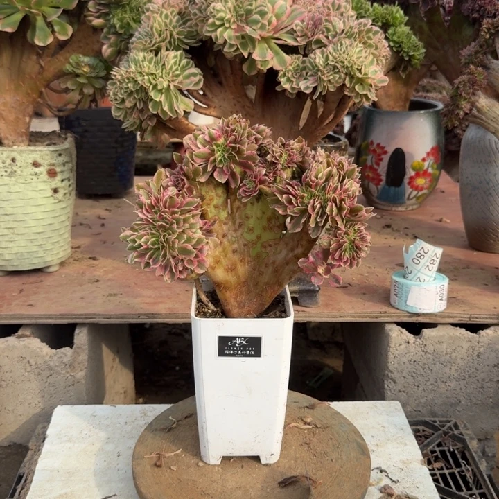 粉女巫小缀化便宜处