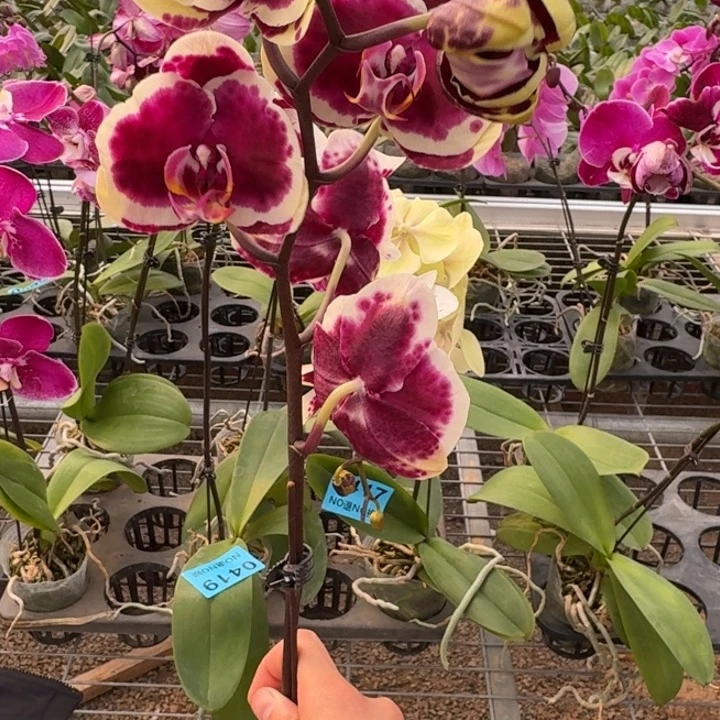 土***舟完全开放0420蝴蝶兰一物一拍