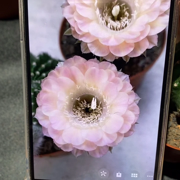 彩草重花侧芽3公分左右