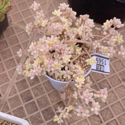 姬秋丽锦1569多肉植物
