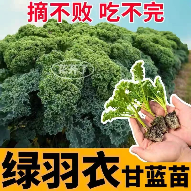 食用绿羽衣甘蓝苗秧耐寒紫羽衣甘蓝观赏粉羽衣甘蓝种子四季盆栽苗