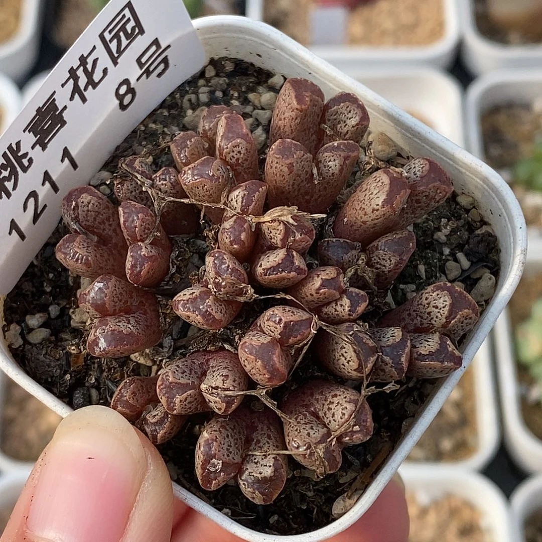 1211-8-超蝶福利。