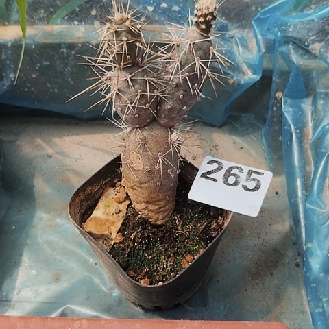 超值自根习福利265