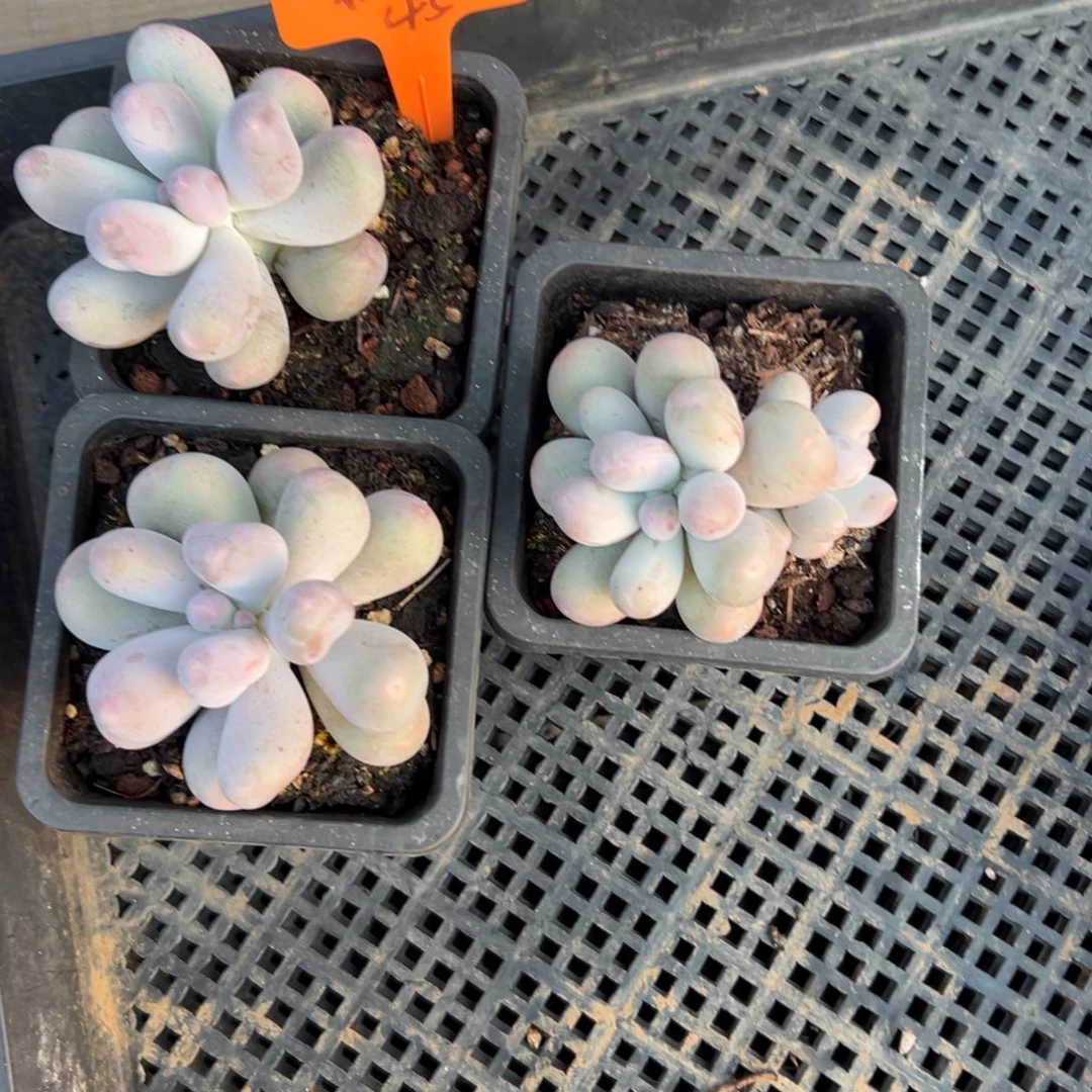 飘****米可3颗111111111111111111