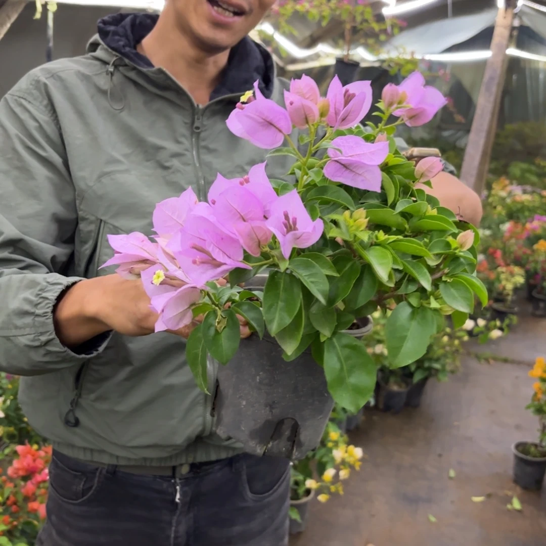 完全开放（艾比）三角梅会落花落叶会光杆苗有大有小