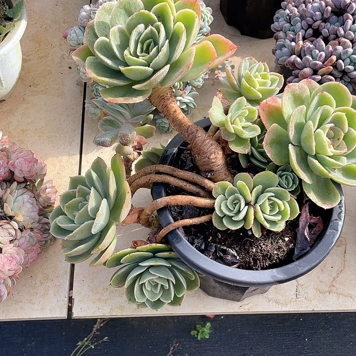 君***兰星娜塔多肉植物群生