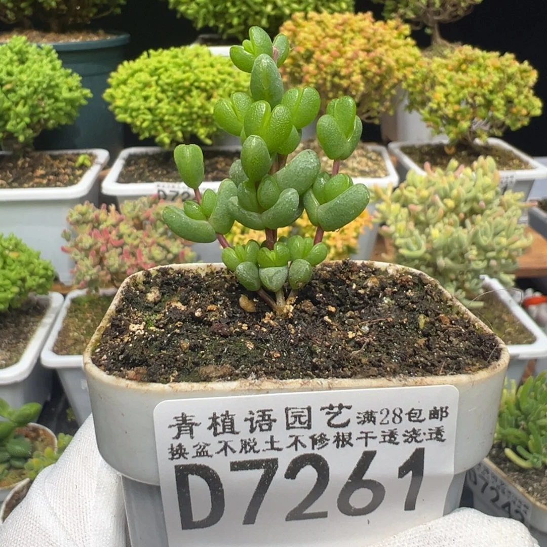 d7261元宝枝干需凑单