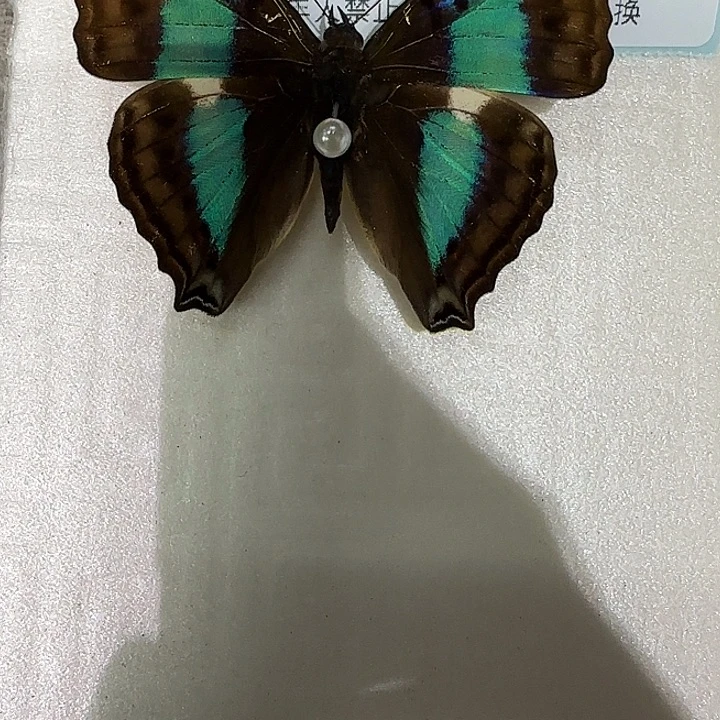 白***蓝带荣蛱蝶蝴蝶标本专拍