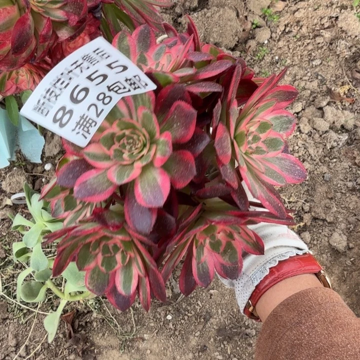 8655三号棚嫁接运河丛林C