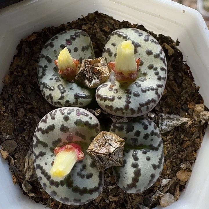 生石花111111。   309