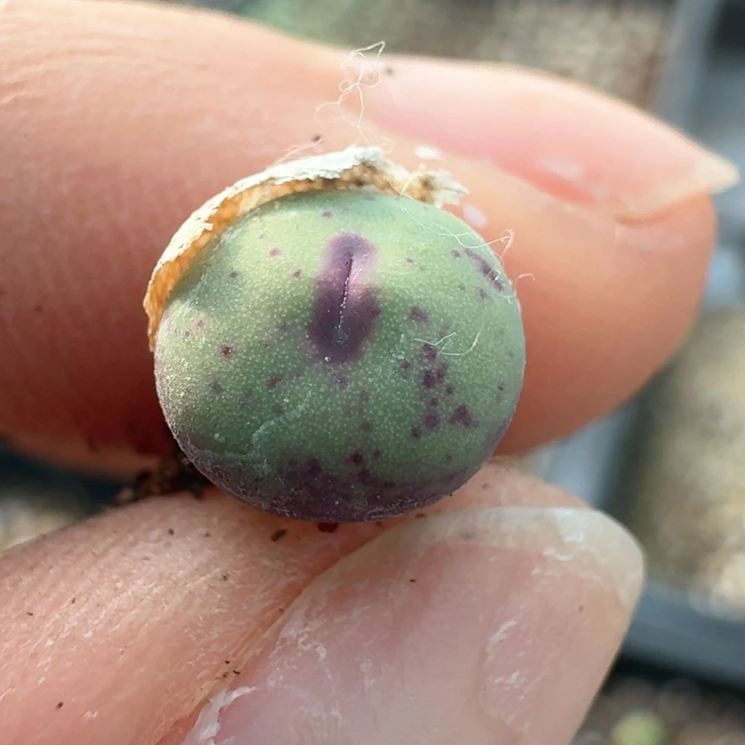 144嘴1380b   000000