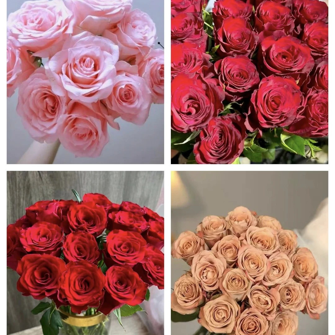 【教师节花束】高原红+戴安娜+卡布---到货一定要先醒花
