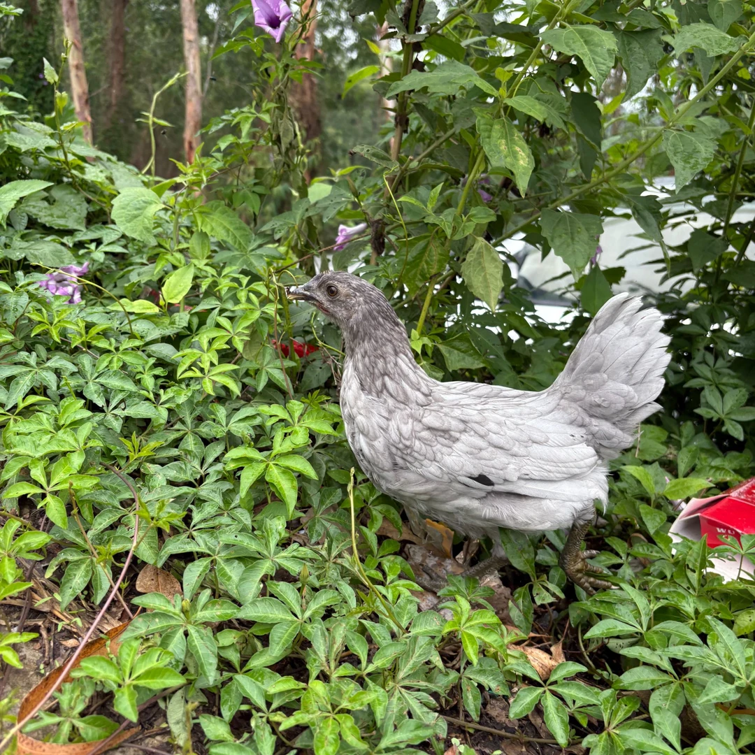 宠物鸡-瓦灰鸡颜值高好养-顺丰发货