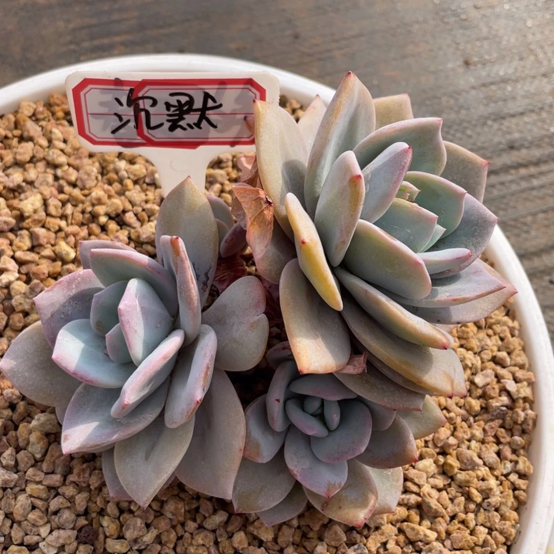 沉**贝姐姐真的好好对待我们都