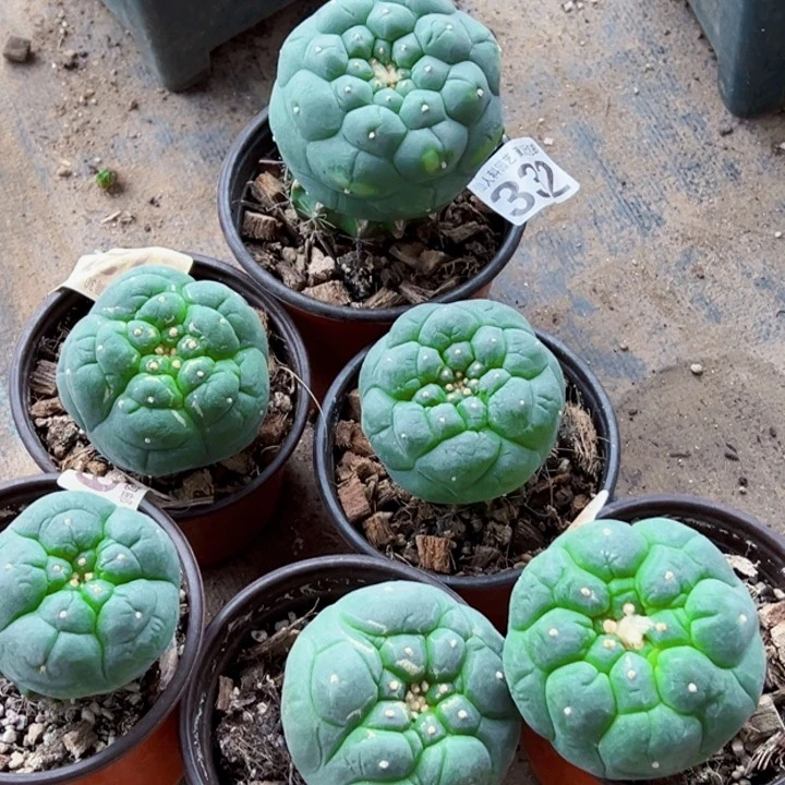 无花朵一***。福利苗接6颗大优