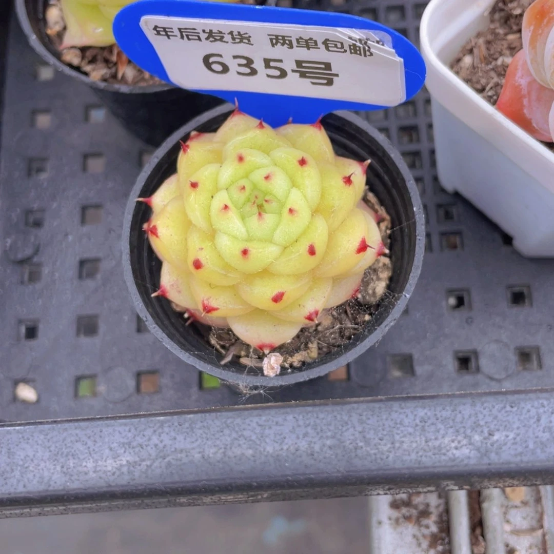 635号珍妮芙蕖麦秆单头一个