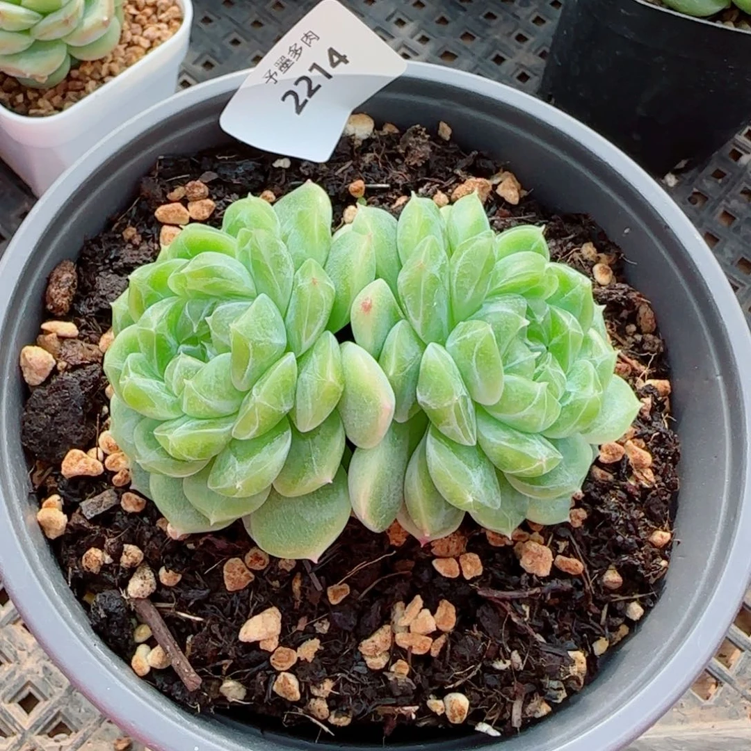 母本泼天富贵，2214多肉植物