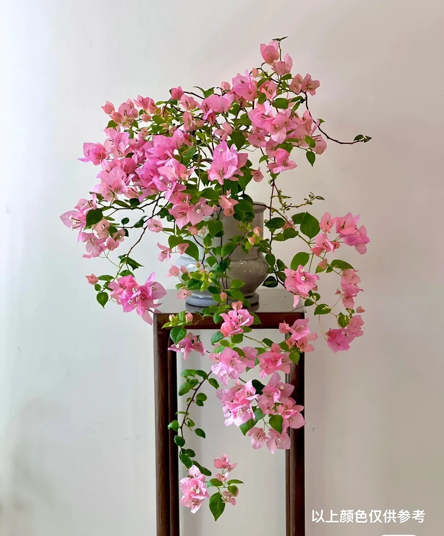 【橙粉公主】【终身包对版】三角梅四季开花爬藤飘枝好养护【无售后】