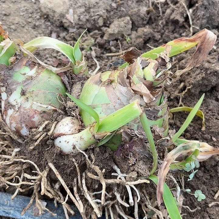 燕*甜蜜双胞胎1488包对版