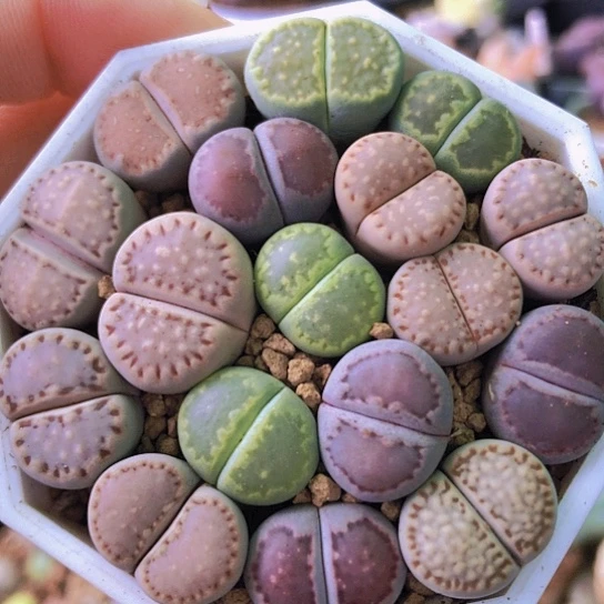 无花朵0535，1.5厘米左右饼干