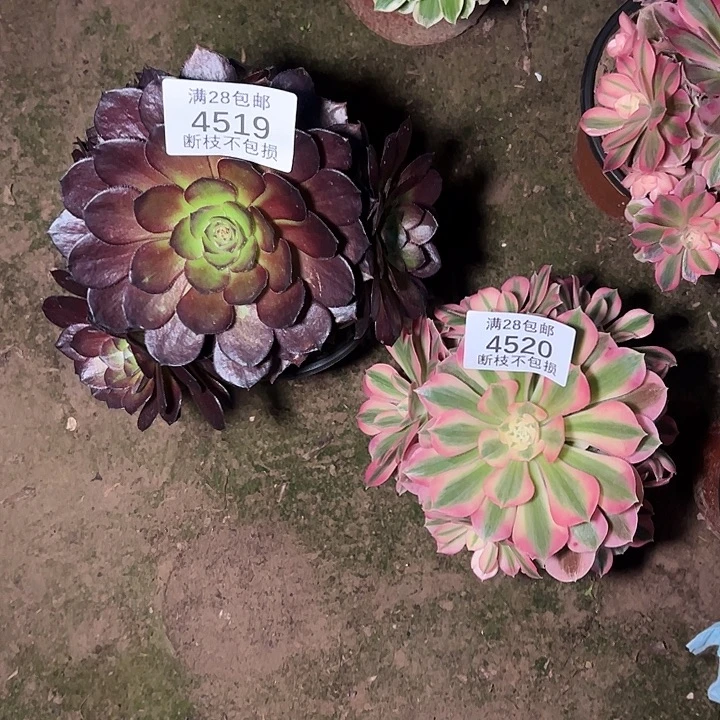 4519 4520两颗组合