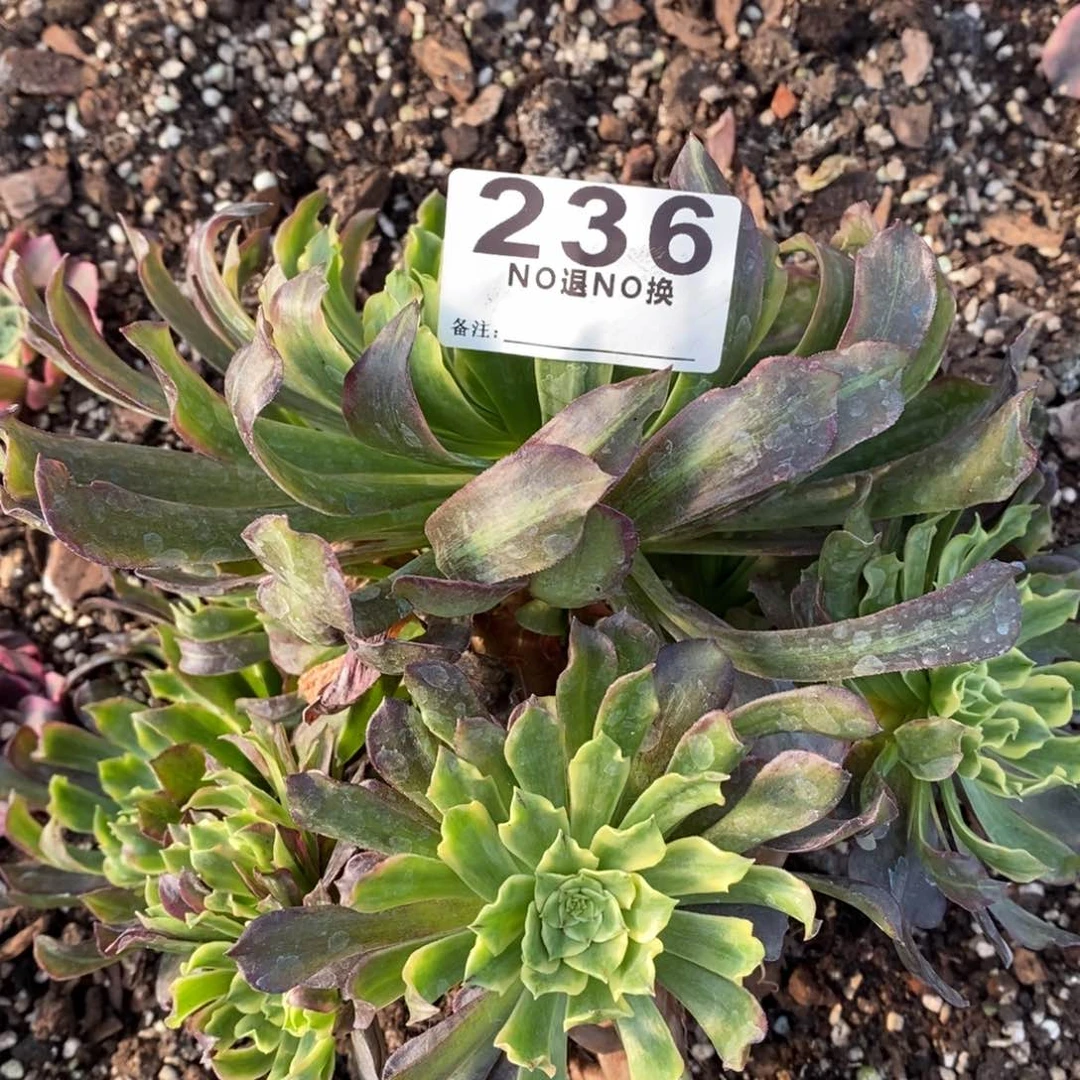 236多肉绿体凌波一个
