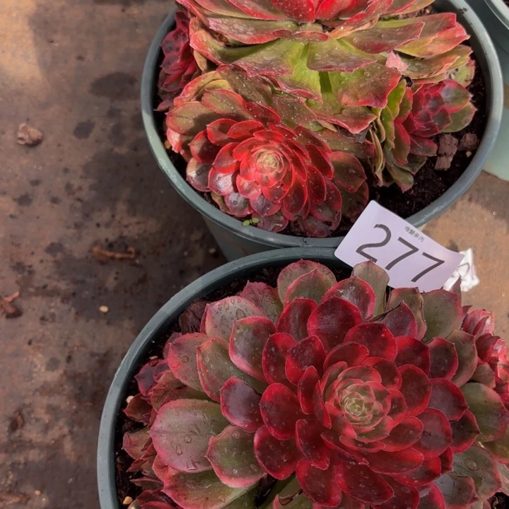 哈哈多肉葡萄福利来277