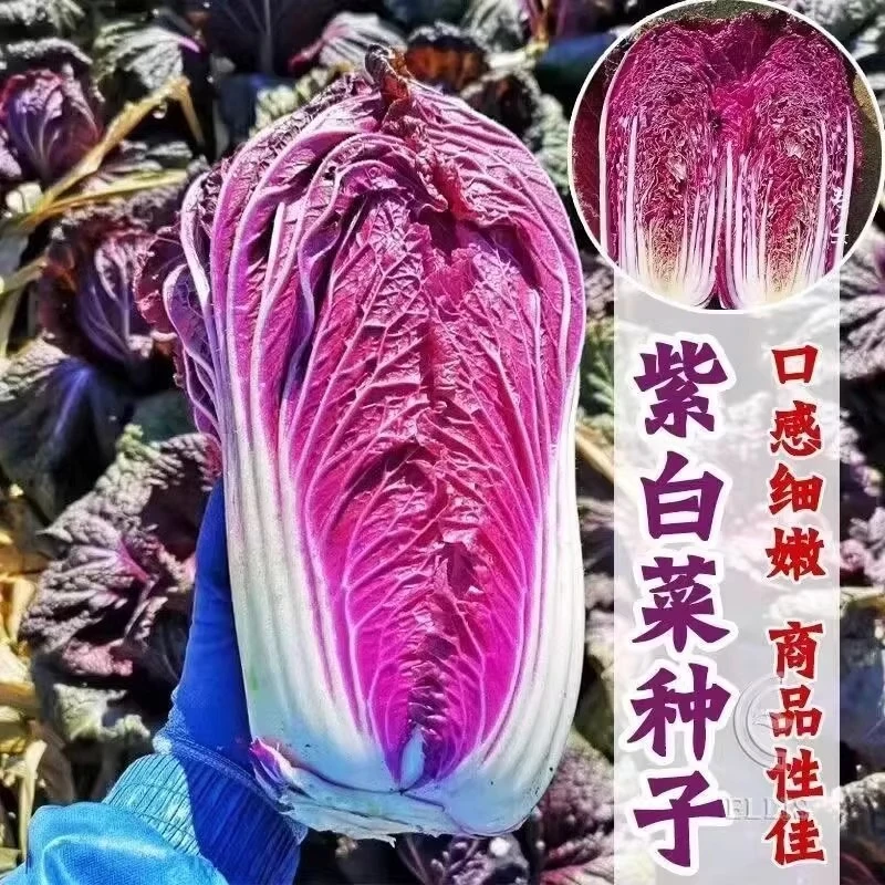 紫白菜种子纯紫色四季耐热蔬菜（富含花青素）家庭小院易种白菜种