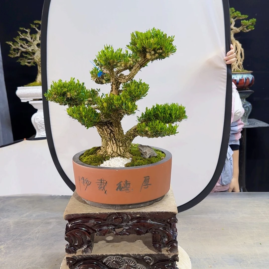 高端黄杨盆景艺术