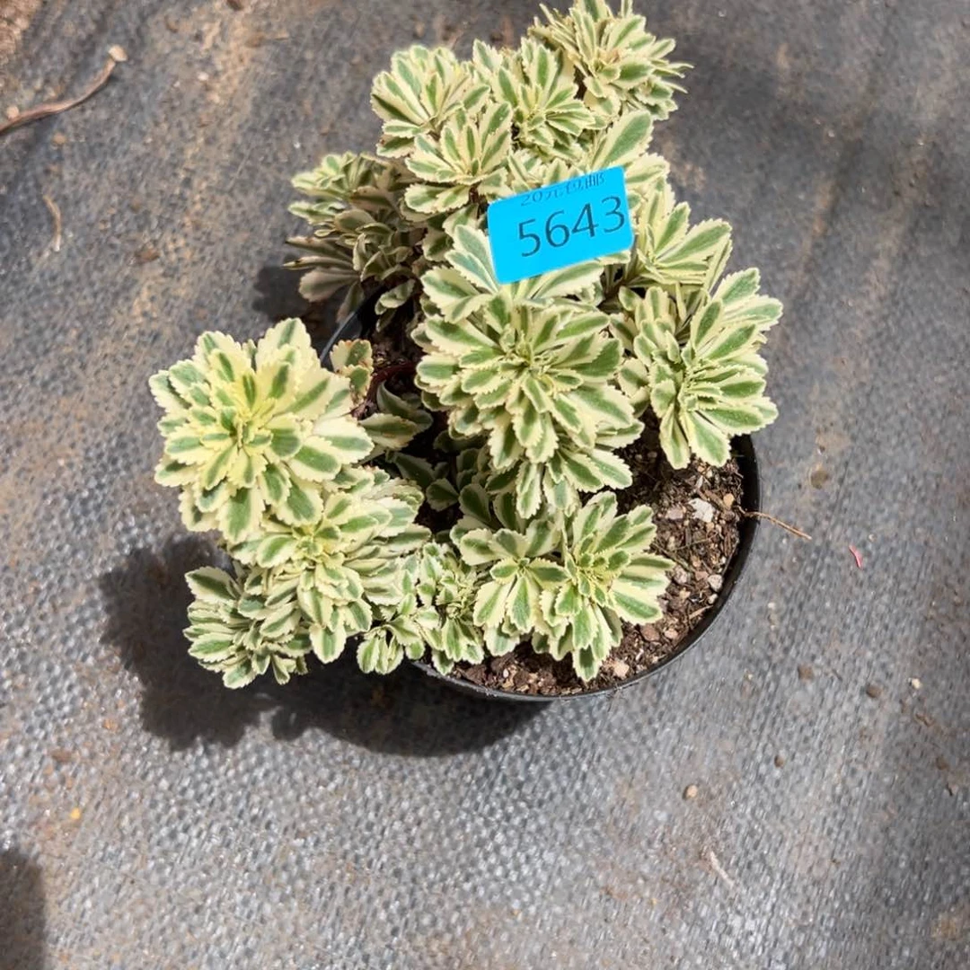 月*5643亚特兰蒂斯多肉植物