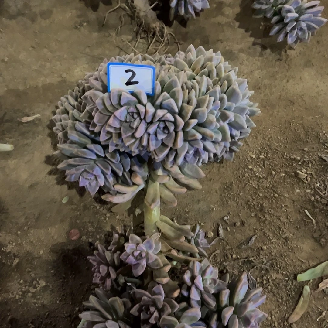 *****2号淡雪缀化一物拍