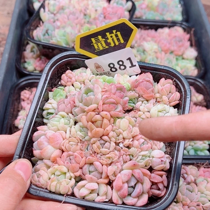多肉植物多肉植物
