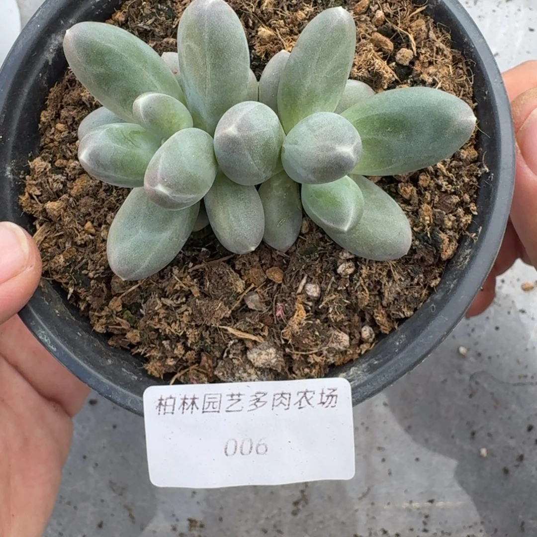 006 美人杂交 一物一拍