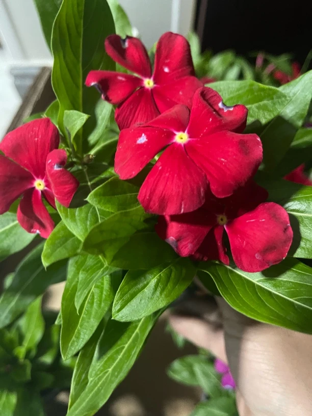 盆栽长春花五叶梅三色带花苞发货适合窗台客厅庭院观赏