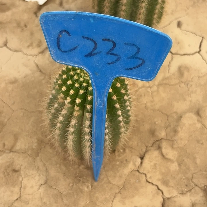 暖****风C233,捣蛋鬼瑕疵歪头