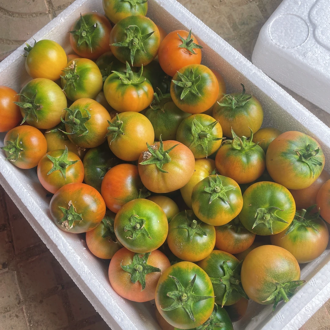 特价福利款碱地西红柿