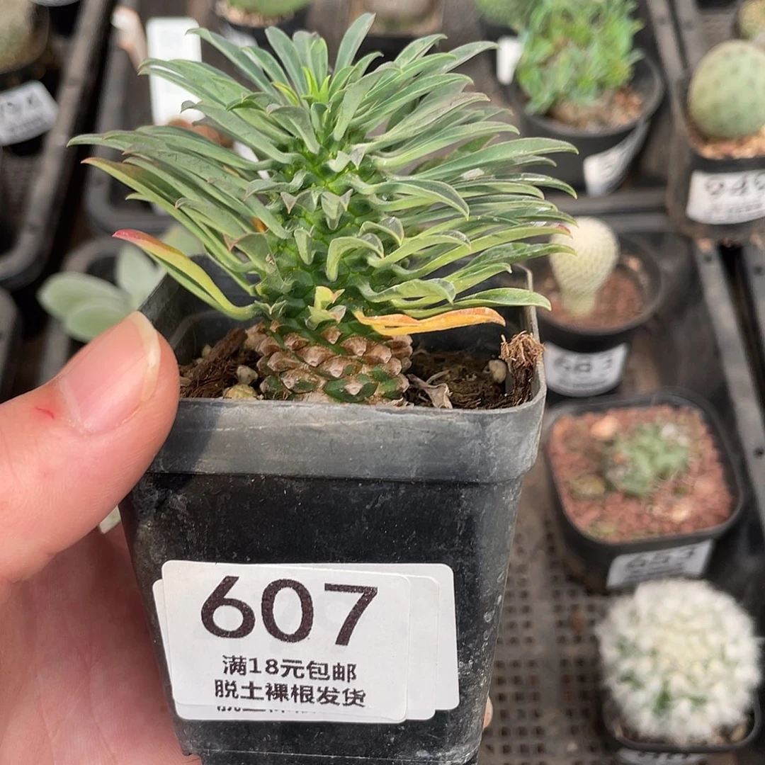 607铁甲麒麟（满18包邮）