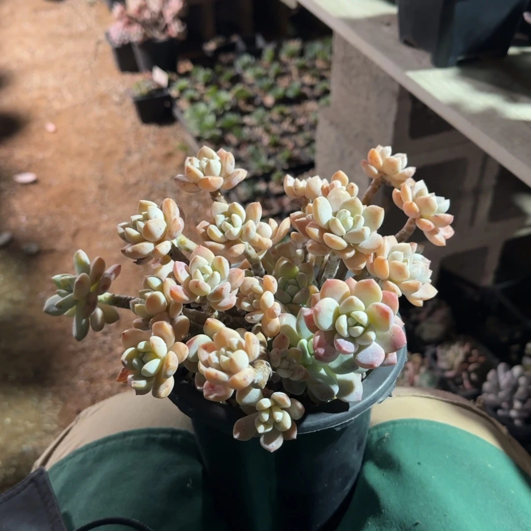 露凝香老桩多肉五十包邮