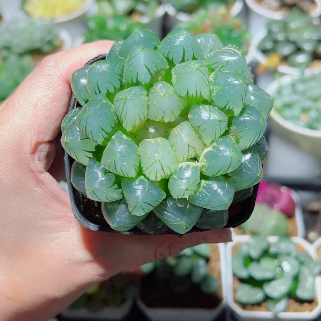 【闪购商品】OM玉露