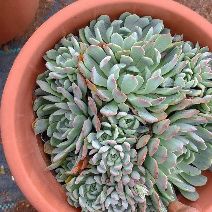 多肉植物。。。。。。。。。。杂交