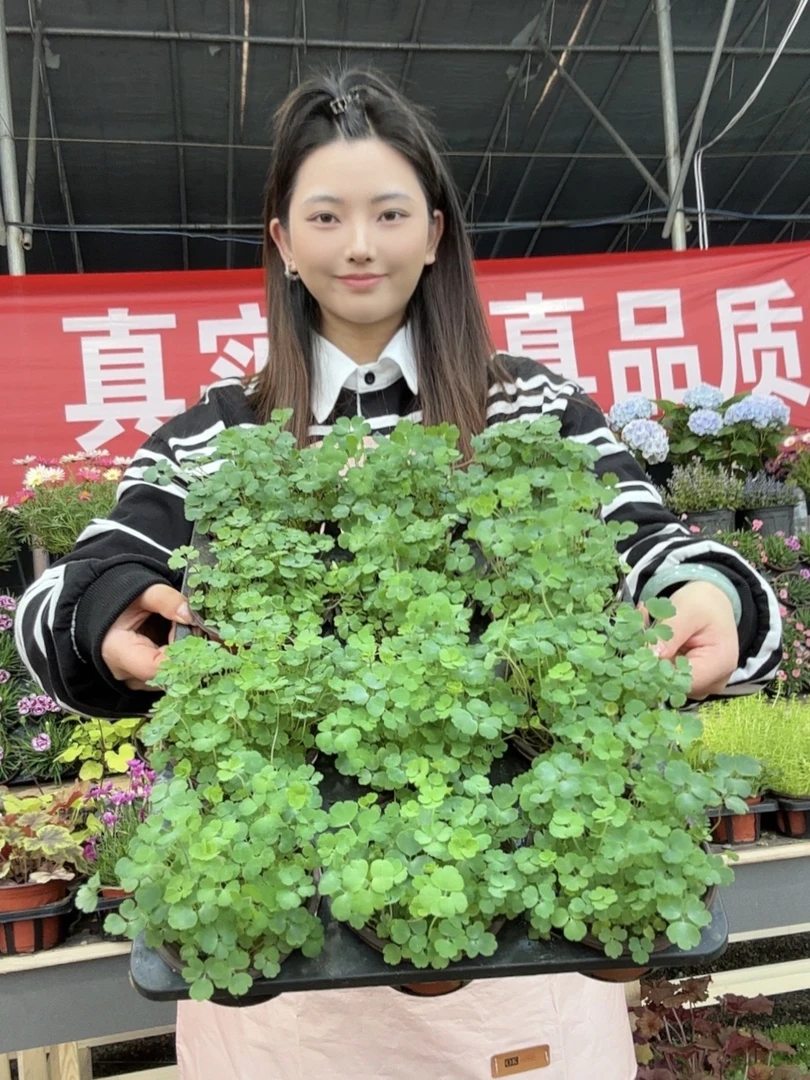 【混色耧斗菜】庭院四季常青耐寒耐旱多年生宿根植物阳台花园好养活