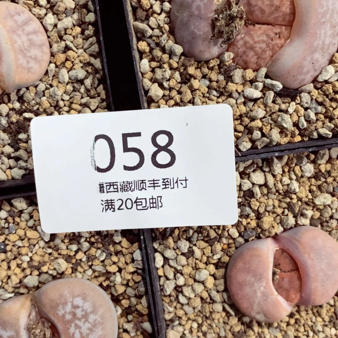 番*我的小姐姐们都是我的058