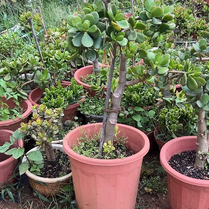 缘***分多肉植物实物直播实物227