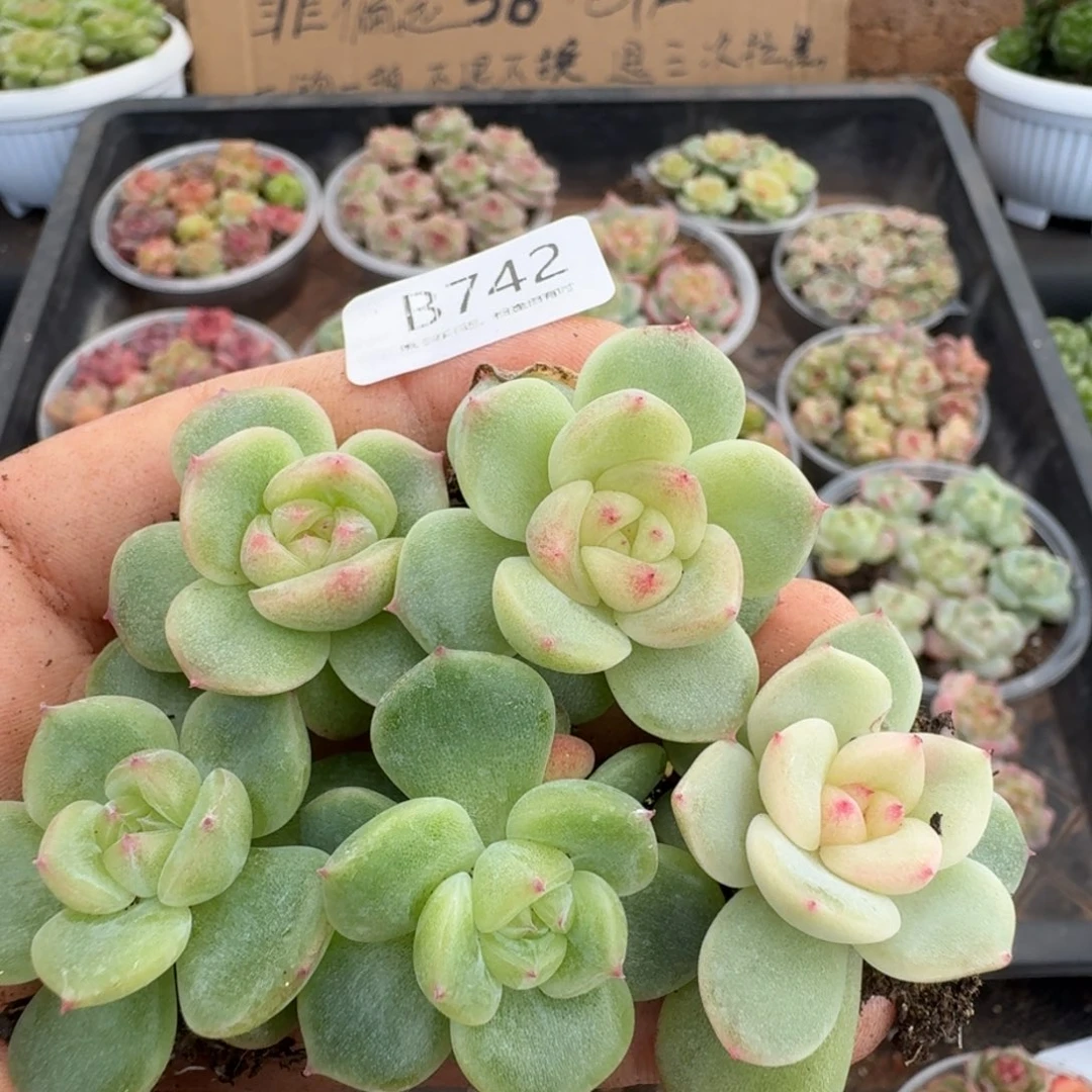 一物一拍一物一拍1026-742