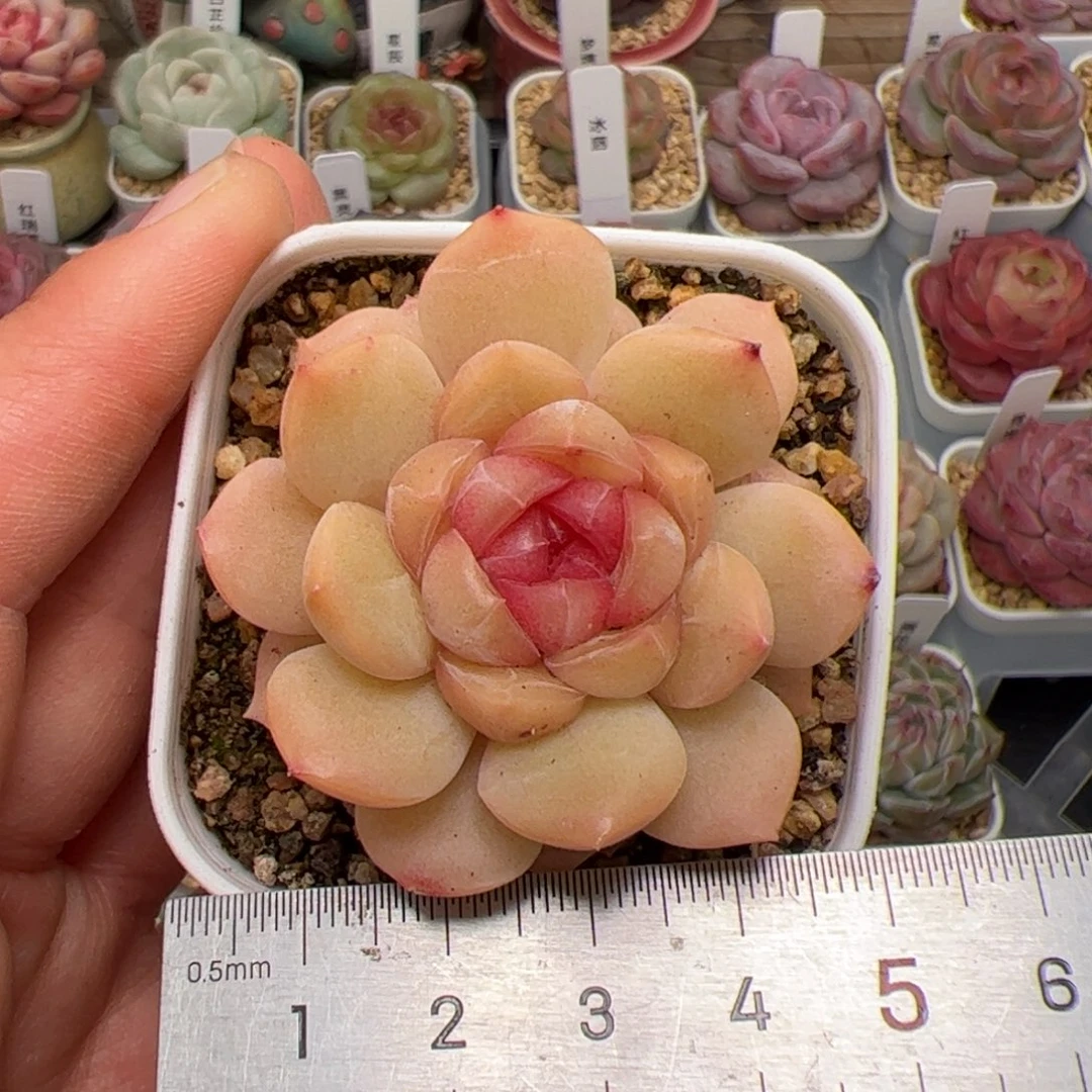 ?***琦045 多肉植物组合